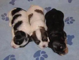 Three black and white puppies laying on a blue blanket.