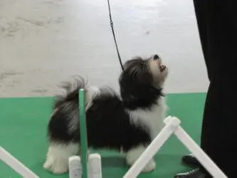 A small black and white dog standing on a green mat.