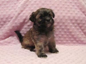A small black and brown puppy sitting on a pink blanket.