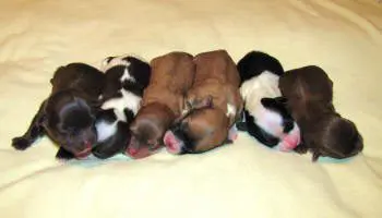 A group of brown and white puppies laying on a bed.