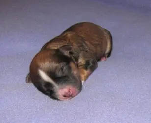 A small brown and white puppy sleeping on a blue blanket.