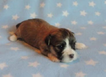 A small brown and white puppy laying on a blue blanket.