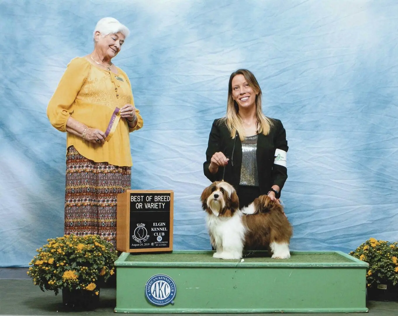 A woman is standing next to a Havanese dog at a dog show.