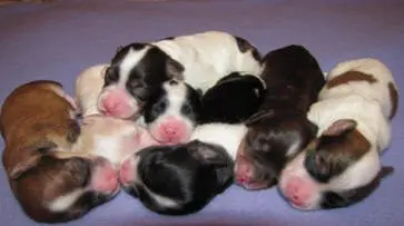 A group of puppies laying on top of each other.