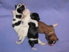 Four black and white puppies laying on a blue blanket.