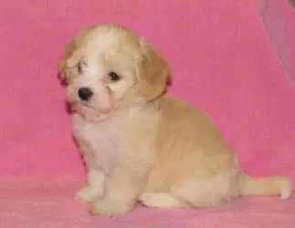A small white and brown puppy sitting on a pink blanket.