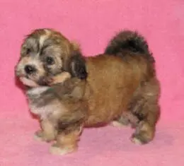 A small brown and white puppy standing on a pink background.