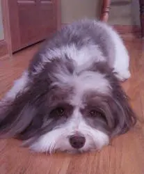 A brown and white dog laying on a wooden floor.