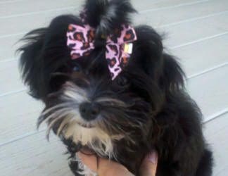 A black and white dog with a pink bow on its head.