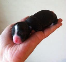 A small black and white puppy in a person's hand.