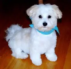 A small white dog sitting on a hardwood floor.