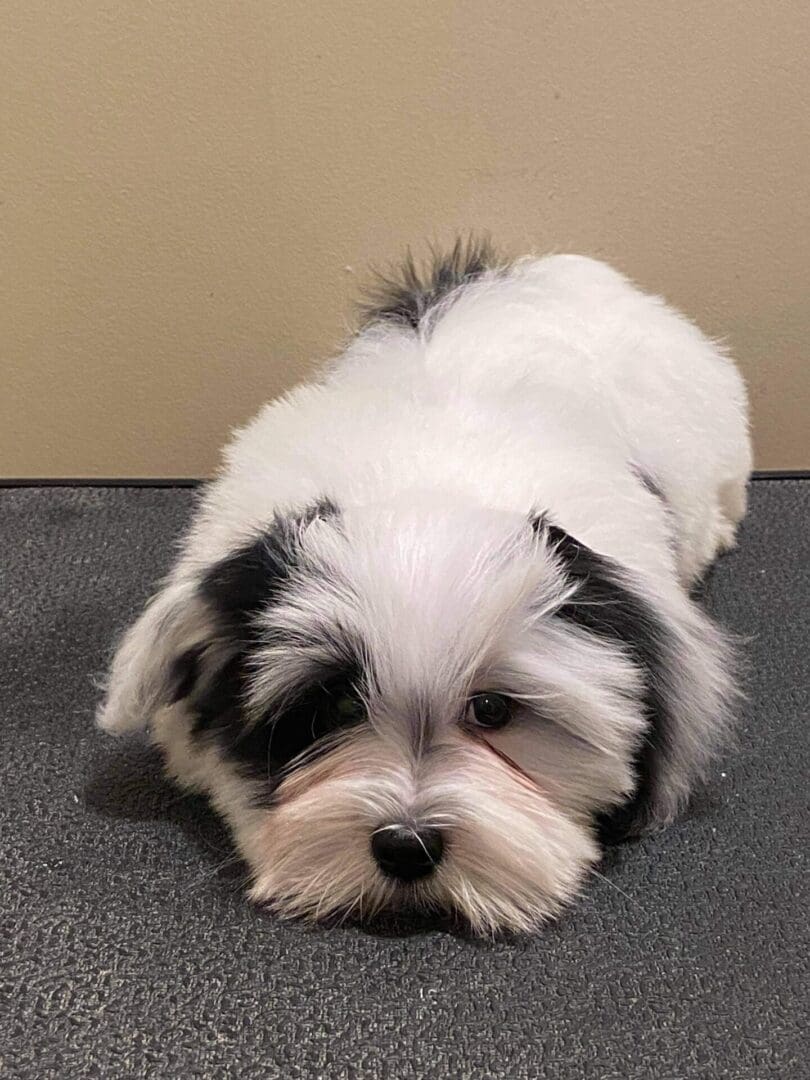 A small white Havanese puppy laying on the floor.