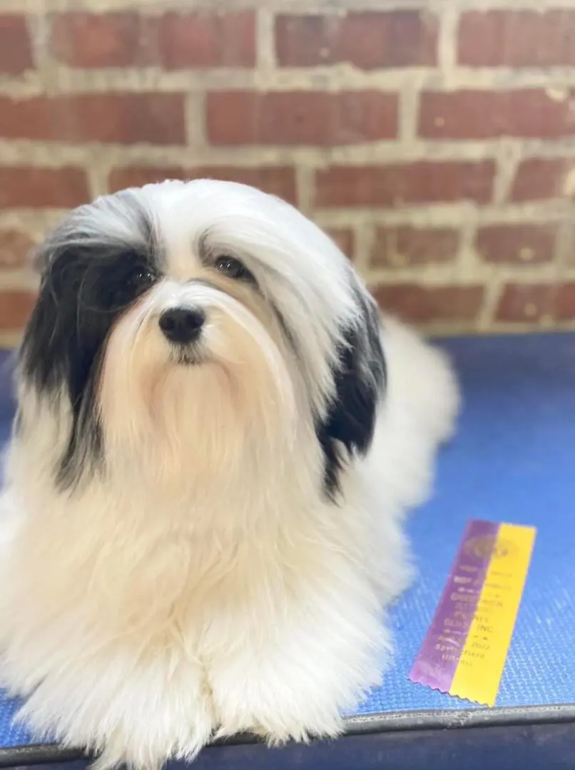 A black and white Havanese puppy sitting on top of a blue mat.