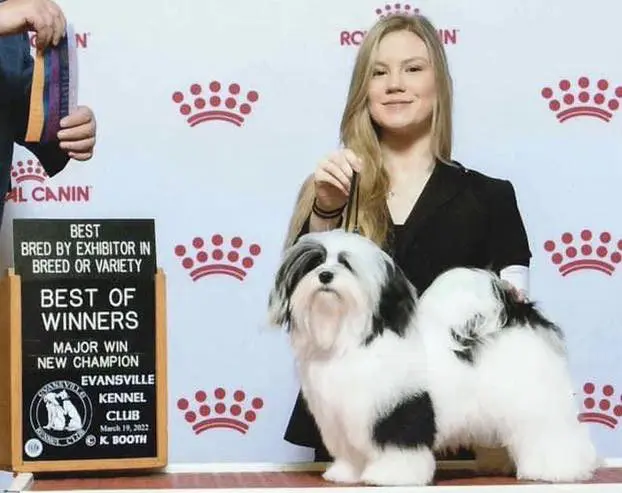 A woman is holding a Havanese puppy in front of a judge.