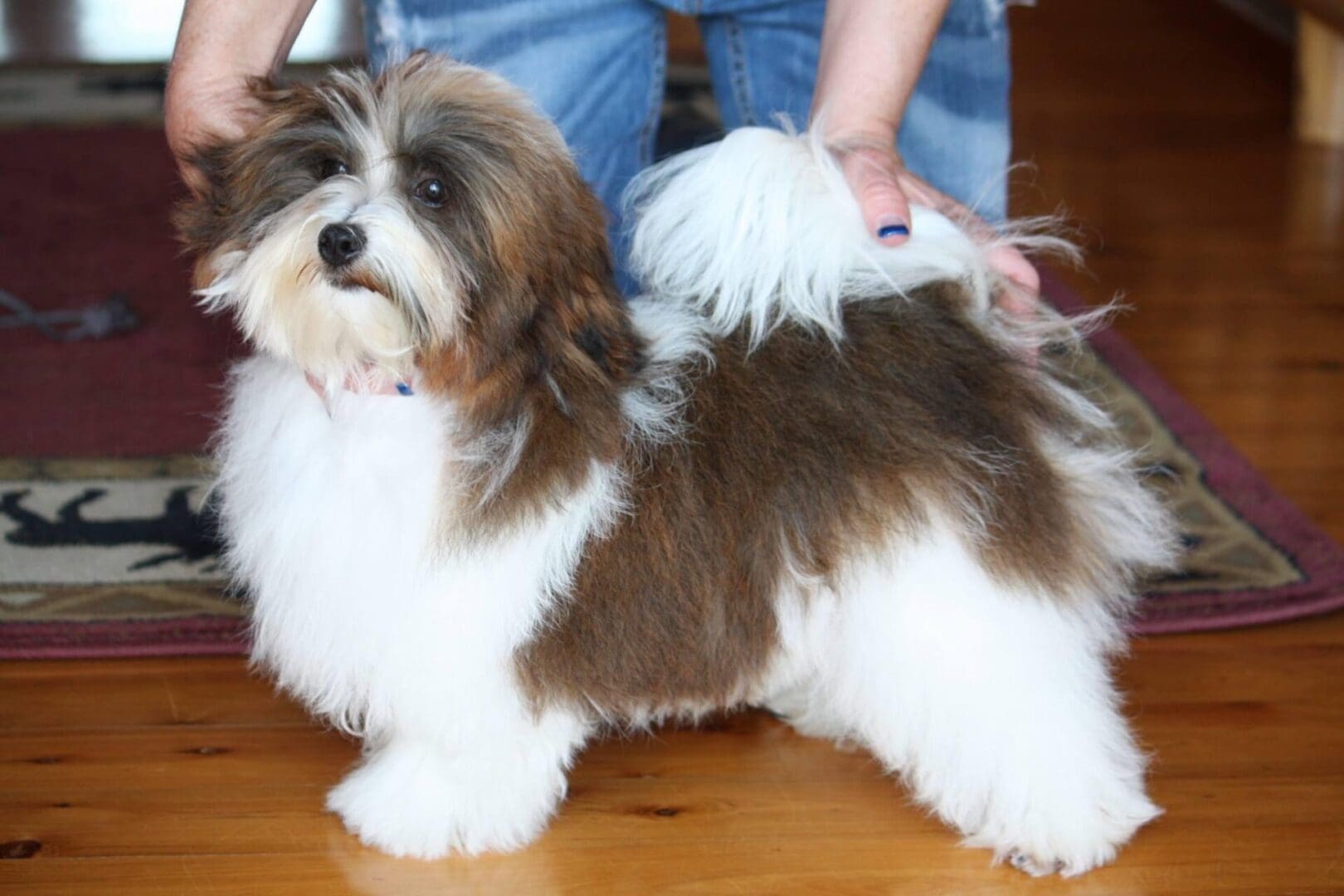 A small brown and white Havanese puppy standing on a wooden floor.