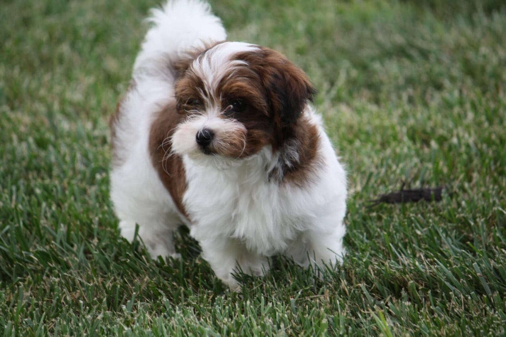 A small brown and white Havanese puppy standing in the grass.