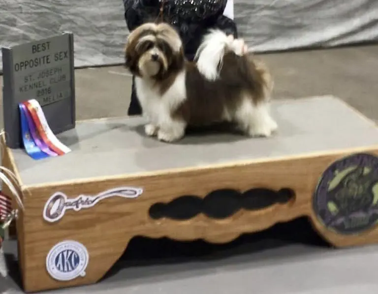 An AKC champion Havanese show dog is standing confidently on a podium at a prestigious dog show.