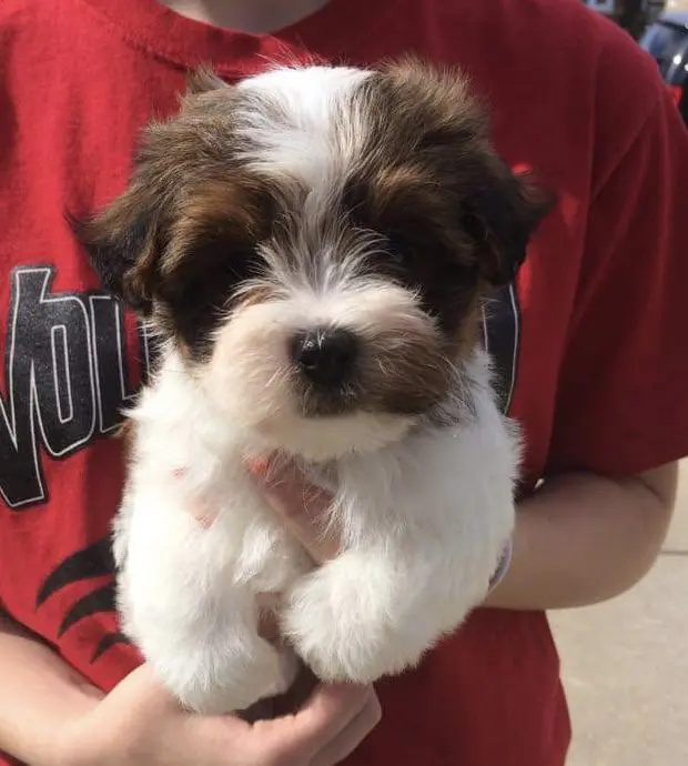 A person holding a small brown and white Havanese puppy.