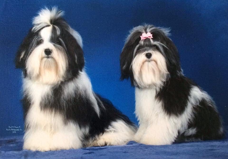 Two shih tzu dogs sitting on a blue background.