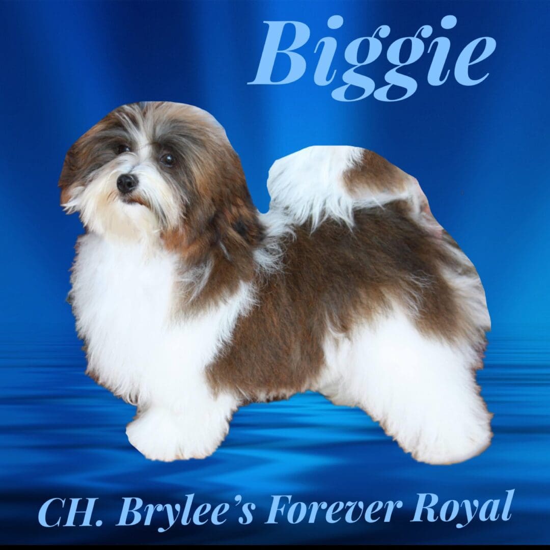 CH bryan's forever royal is a Havanese Show dog, bred by Brylee's Angels Havanese in Chicago IL. Biggie is an AKC Champion and