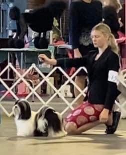 A woman kneeling down next to a Havanese dog at a dog show in Chicago, Illinois.