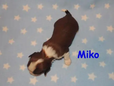 A brown and white puppy with the word miko on it. AKC Champions