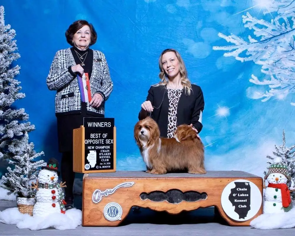 Two women posing with a Havanese puppy in front of a Christmas tree.