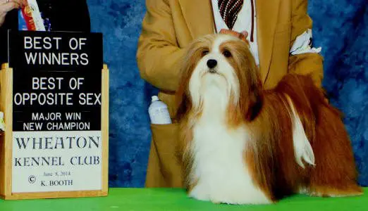 A Havanese puppy standing next to a sign that says best winners opposite of sex.