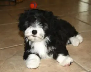 A black and white puppy laying on a tile floor.