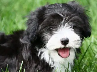 A black and white puppy laying in the grass.