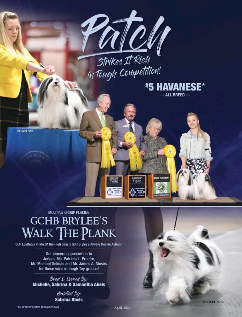 Schnauzers walk the plank while Havanese puppies in Chicago IL, bred by Brylee's Angels Havanese, showcase their skills. These adorable Havanese show dogs are AK