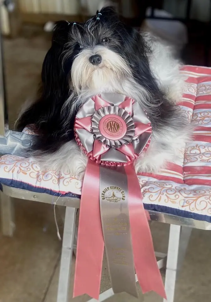 A black and white Havanese dog sitting on a chair with a ribbon.