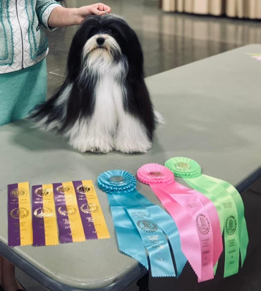 A woman is standing next to a Havanese dog with ribbons.