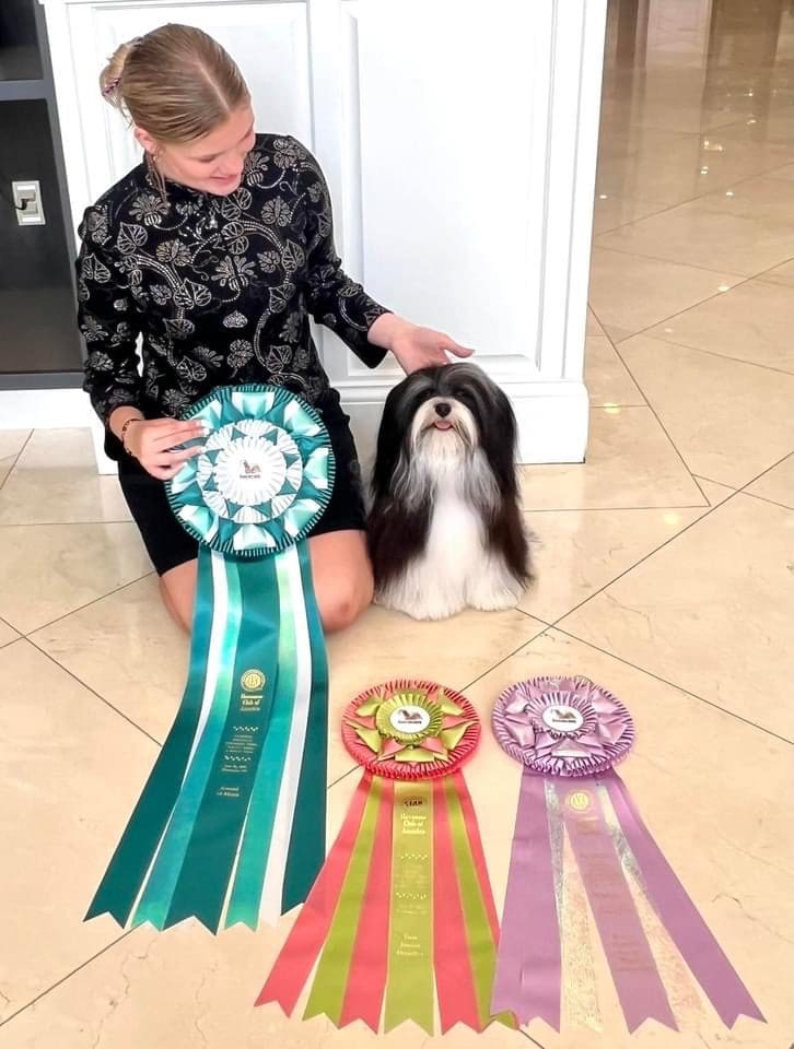 A woman is kneeling next to a dog with ribbons. The dog belongs to Brylee's Angels Havanese, the leading Havanese breeder in Illinois. They are known for