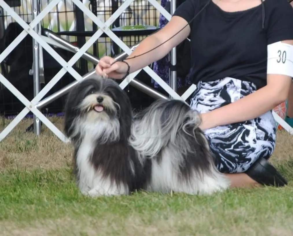 A woman is petting a small black and white Havanese puppy.