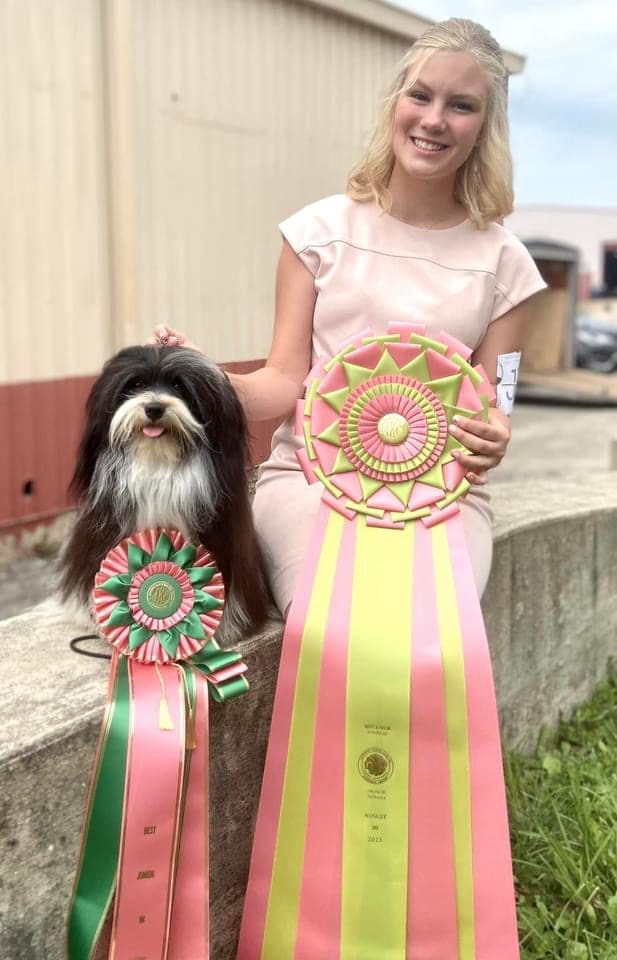 A woman is posing next to a shih tzu with ribbons, showcasing her Havanese Show dog champion.