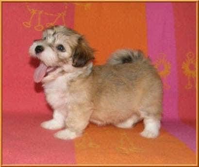 A small Havanese puppy standing on an orange blanket.