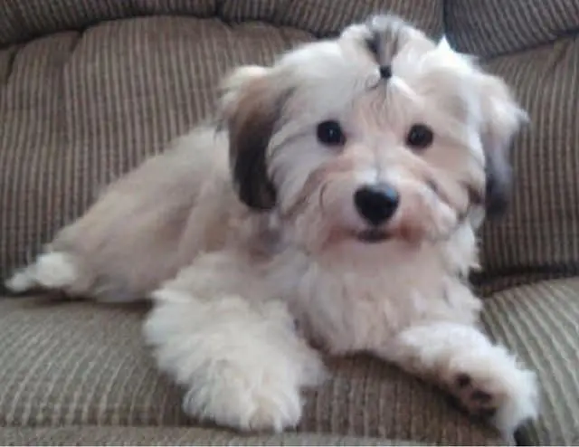 A small white and brown Havanese dog laying on a couch.