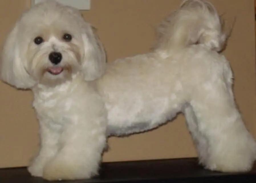 A white Havanese puppy standing on top of a black table.
