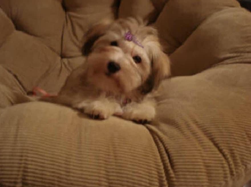 A small Havanese puppy sitting in a chair.