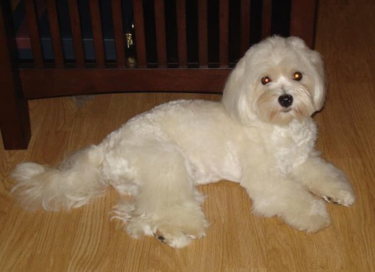A white Havanese puppy laying on a wooden floor.
