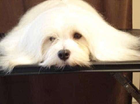 A Havanese puppy laying on a black table.