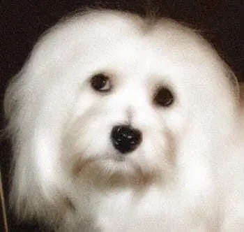 A white Havanese puppy with long hair sitting on a table.