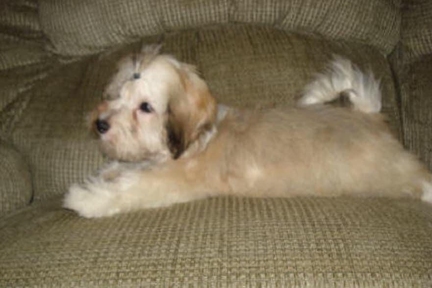 A small white and brown Havanese dog laying on top of a chair.