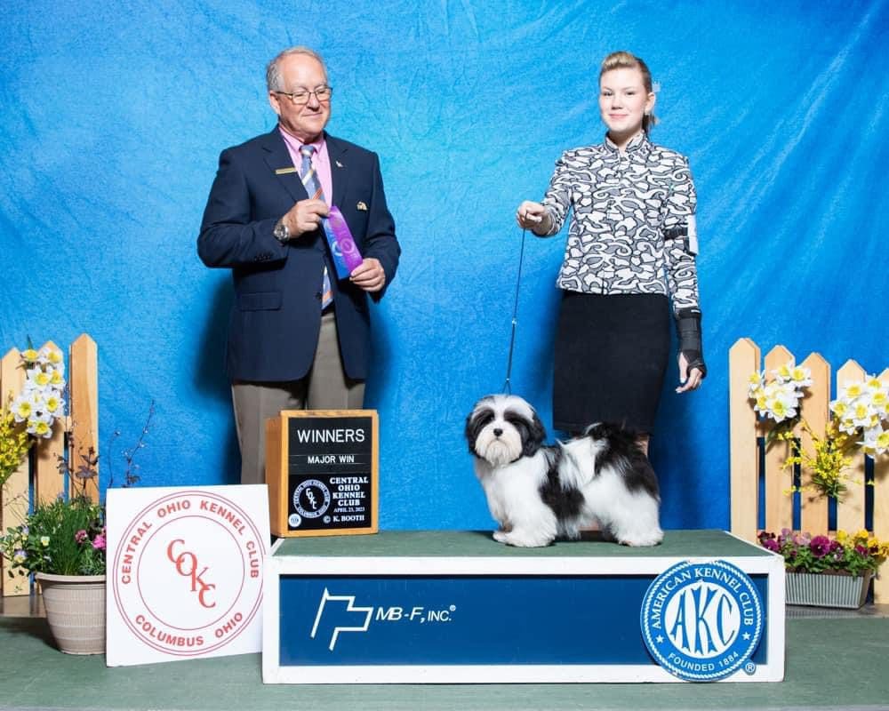 A man and woman standing next to a Brylee's Angels Havanese on a stage.
