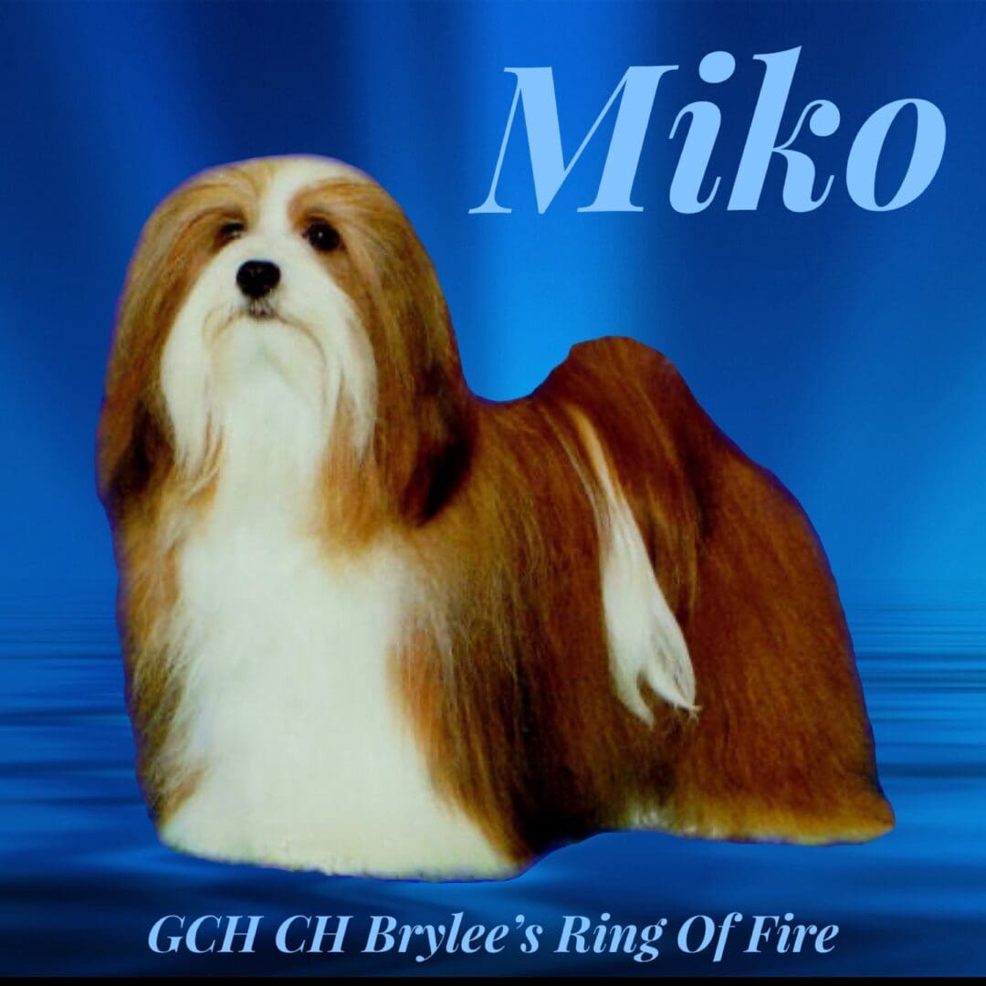 Gch bree's ring of fire - miko is a stunning Havanese puppy from Brylee's Angels Havanese, a reputable Havanese breeder in Illinois. Miko comes from