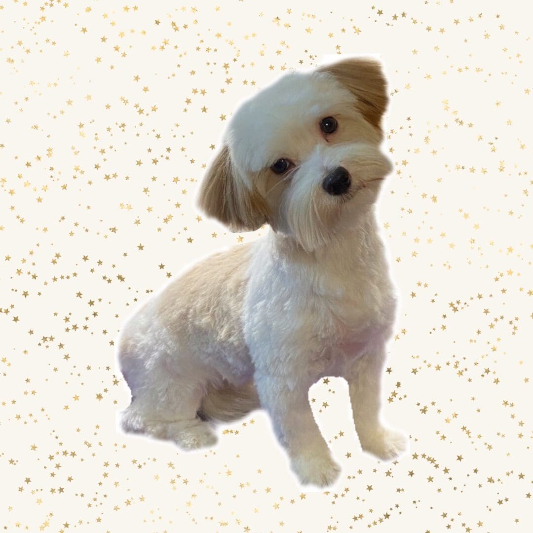 A small white dog sitting on a gold background.