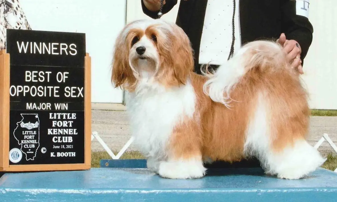 A white and brown Havanese dog standing on a stage with a sign.