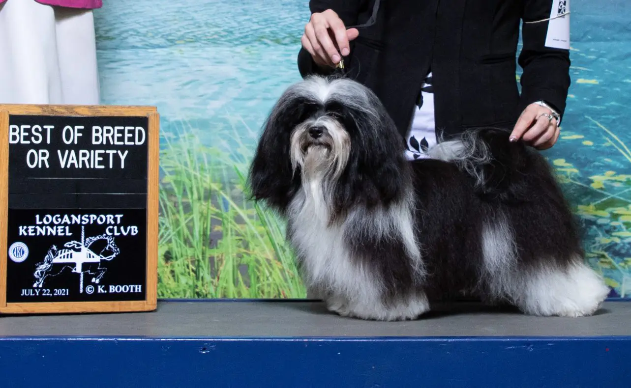 A black and white Havanese puppy standing next to a sign.