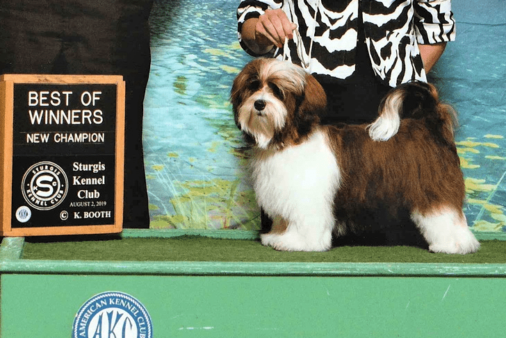 Shih tzu Havanese puppies best of winners.